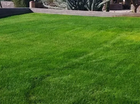 rye grass
